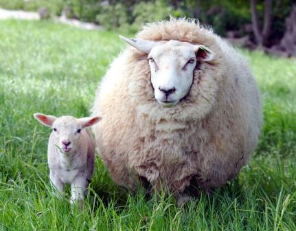 Купить одеяло из овечьей шерсти в Челябинске